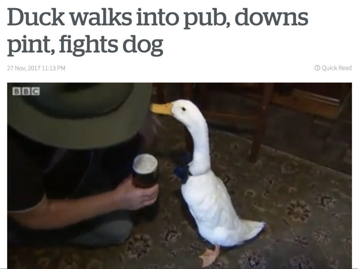 dudes posting wins - water bird - Duck walks into pub, downs pint, fights dog Quick Read Bbc
