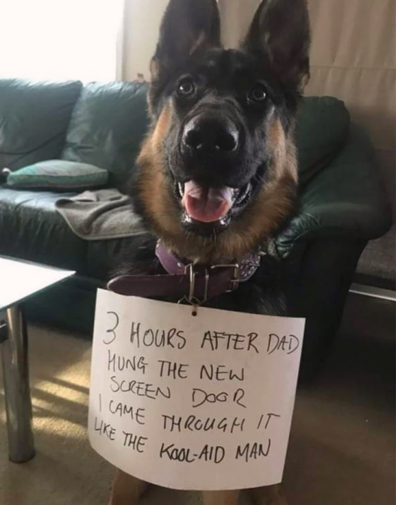 awesome randoms and funny memes - dog shaming - 3 Hours After Ded Hung The New Screen Door I Came Through It The KoolAid Man
