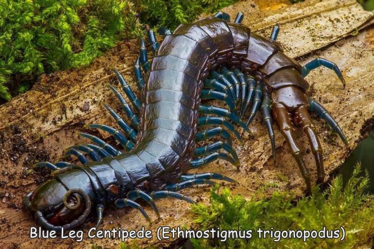 cool pics - ethmostigmus trigonopodus - Blue Leg Centipede Ethmostigmus trigonopodus