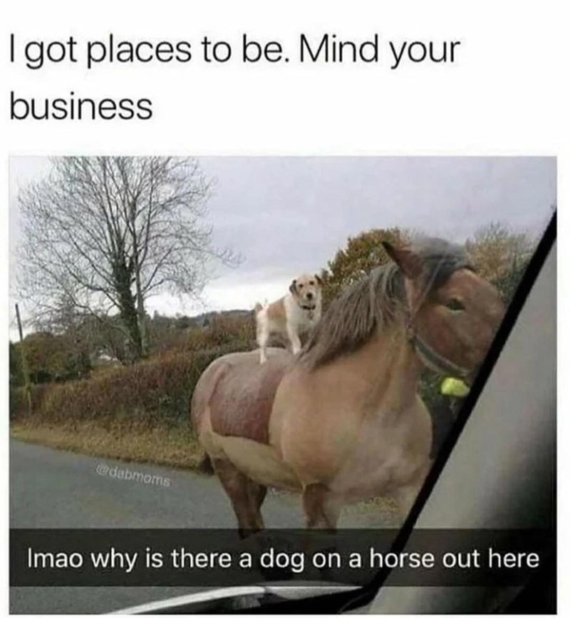 monday morning randomness-  dog riding horse meme - I got places to be. Mind your business ledamoms Imao why is there a dog on a horse out here