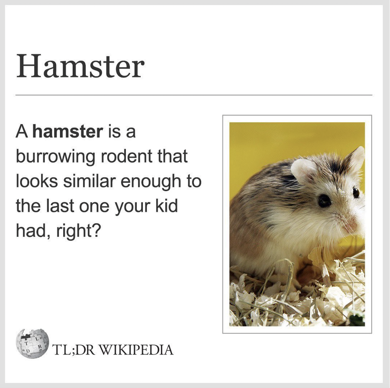 Wikipedia Memes - fauna - Hamster A hamster is a burrowing rodent that looks similar enough to the last one your kid had, right? Tl;Dr Wikipedia