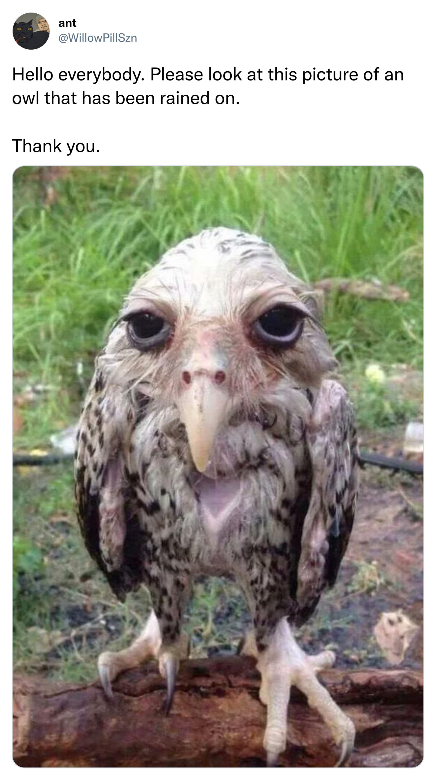 funny tweets - wet owl meme - ant Hello everybody. Please look at this picture of an owl that has been rained on. Thank you.
