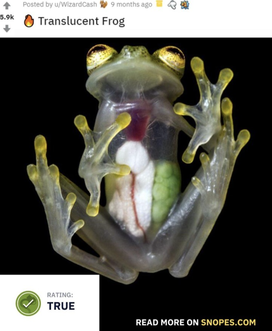 Snopes Facts - transparent frog - 3 Posted by uWizardCash 9 months ago Translucent Frog Rating True Read More On Snopes.Com