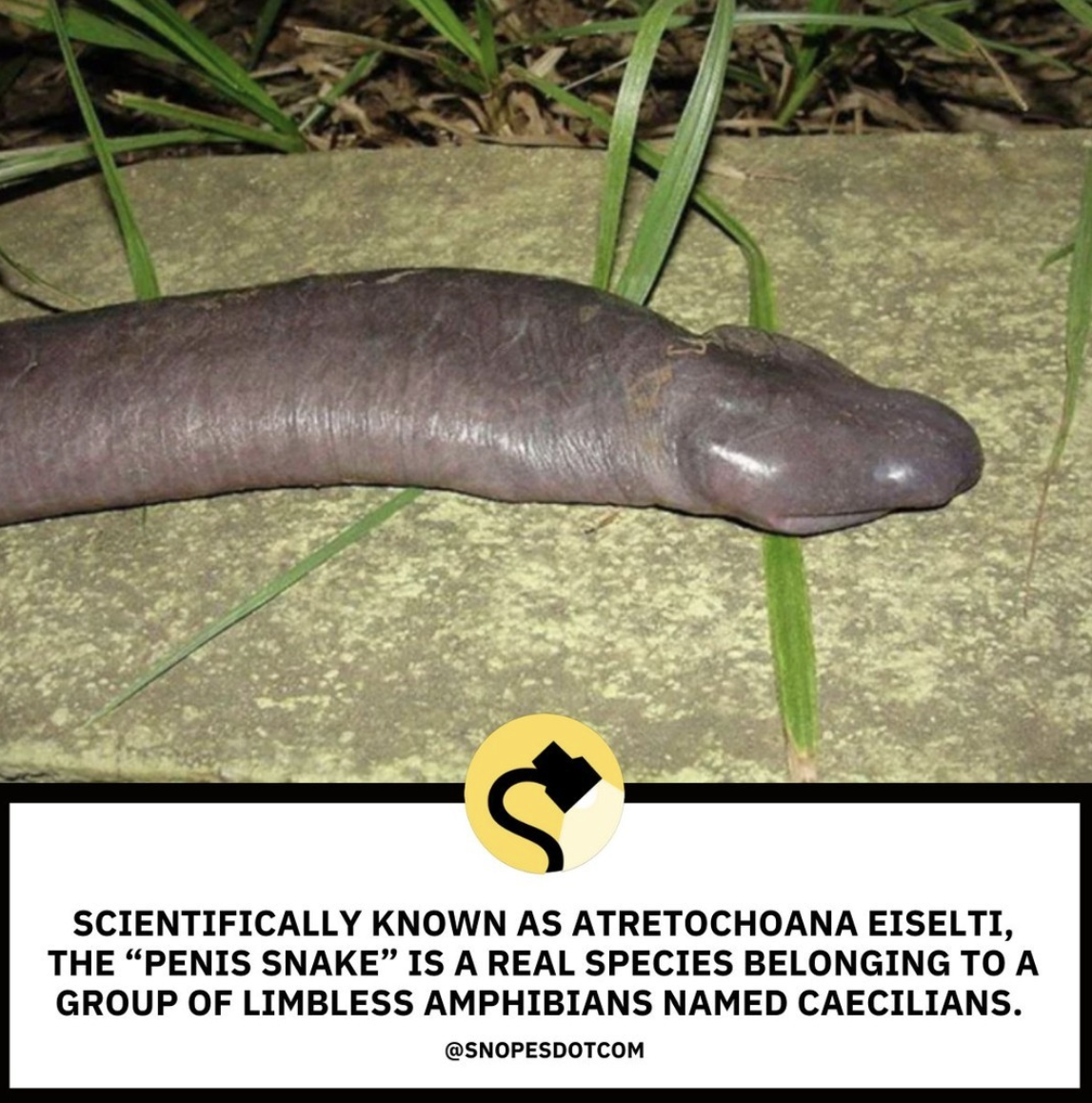 Snopes Facts - atretochoana eiselti - Scientifically Known As Atretochoana Eiselti, The "Penis Snake" Is A Real Species Belonging To A Group Of Limbless Amphibians Named Caecilians.