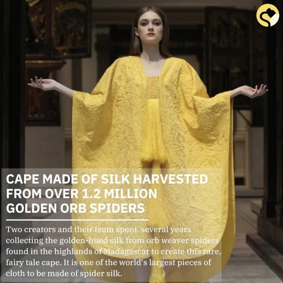 Snopes Facts - clothes made my spider web - Cape Made Of Silk Harvested From Over 1.2 Million Golden Orb Spiders Two creators and their team spent several years collecting the goldenhued silk from orb weaver spiders found in the highlands of Madagascar to