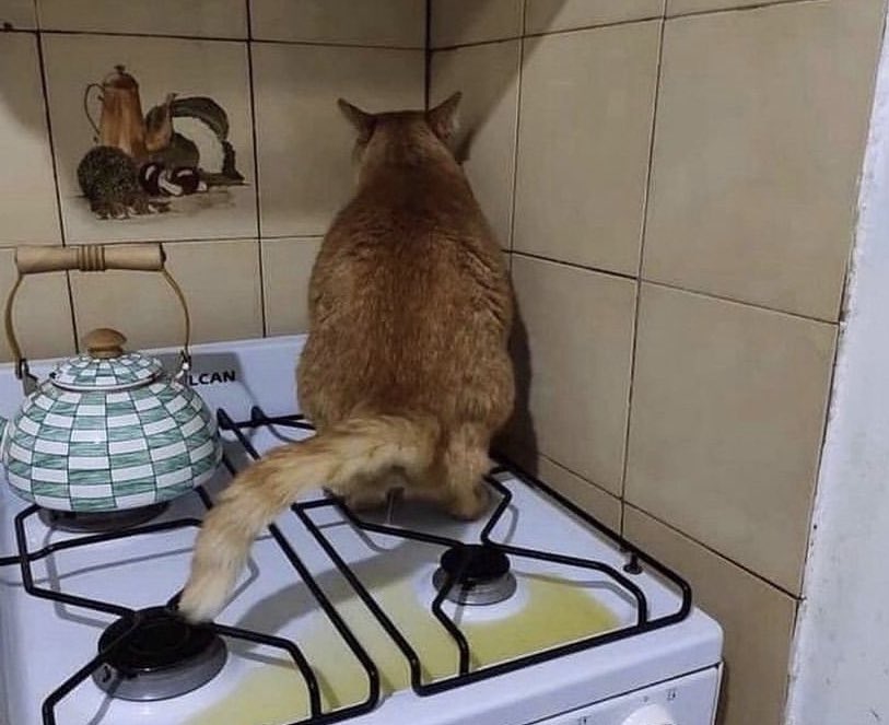 Painful Pictures - cat pee on stove top - Lcan