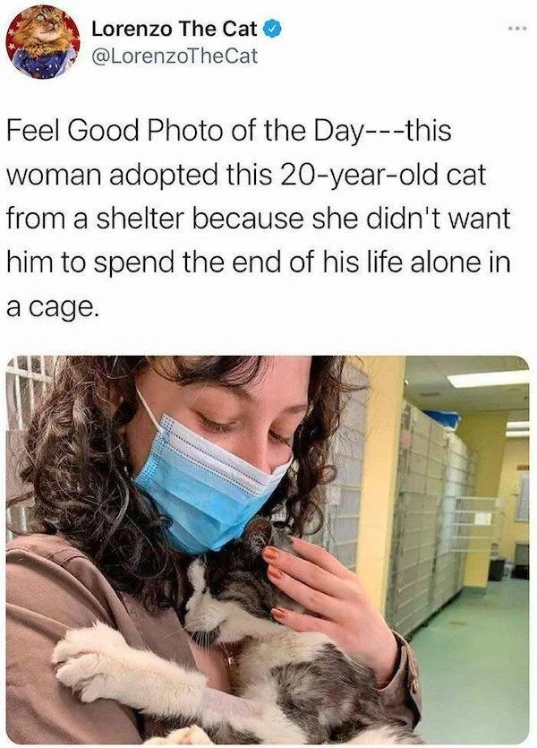 wholesome pics - wholesome stories - ... Lorenzo The Cat Feel Good Photo of the Daythis woman adopted this 20yearold cat from a shelter because she didn't want him to spend the end of his life alone in a cage.