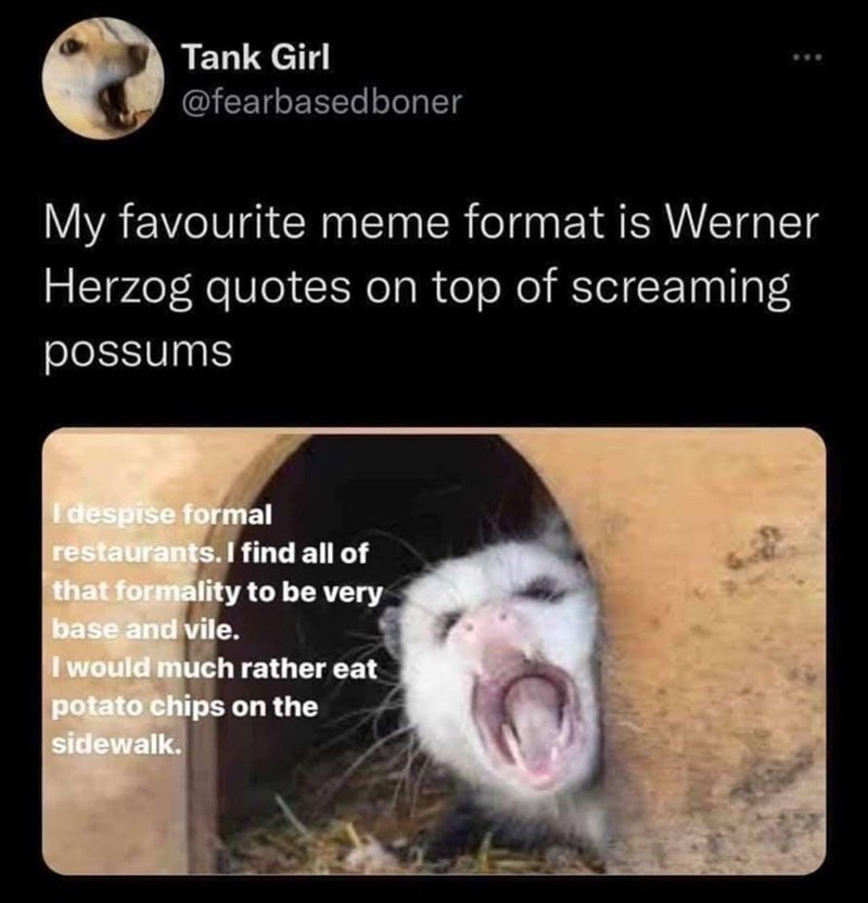 funny memes and random pics - werner herzog possum quotes - Tank Girl My favourite meme format is Werner Herzog quotes on top of screaming possums I despise formal restaurants. I find all of that formality to be very base and vile. I would much rather eat