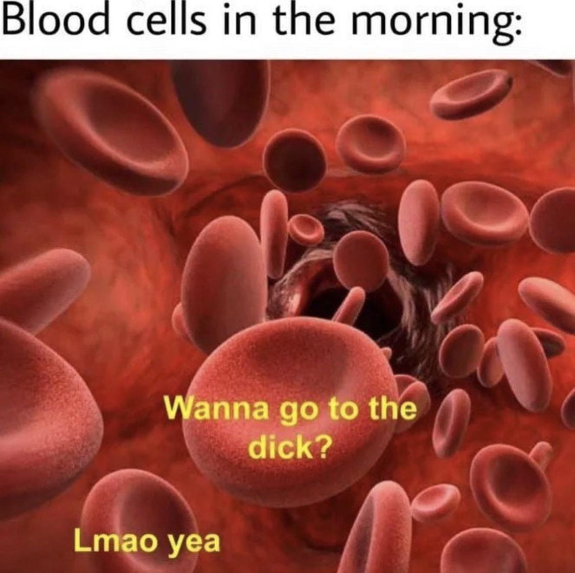 monday morning randomness - blood cells in the morning meme - Blood cells in the morning Wanna go to the dick? Lmao yea