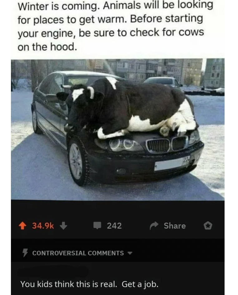 Missed Joke - cow on hood of car - Winter is coming. Animals will be looking for places to get warm. Before starting your engine, be sure to check for cows on the hood.