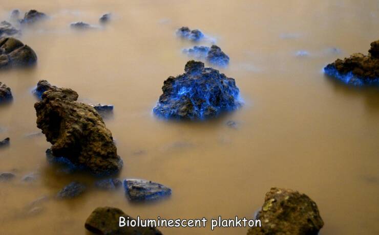 random pics - mineral - Bioluminescent plankton