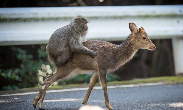 monday morning randomness - monkey and deer