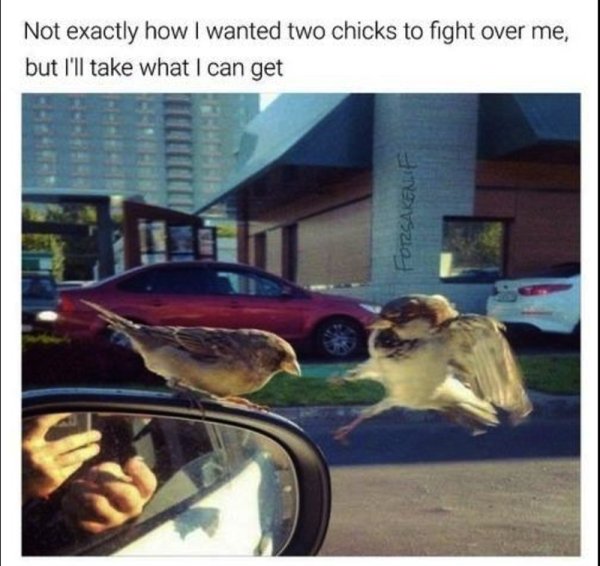 funny memes - dank memes - funniest memes of all time - Not exactly how I wanted two chicks to fight over me, but I'll take what I can get Fotzsaken. F