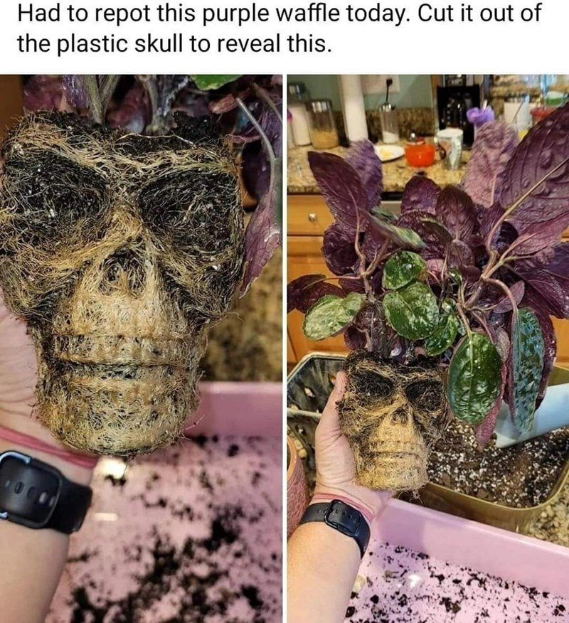 funny pics and memes - Had to repot this purple waffle today. Cut it out of the plastic skull to reveal this. 100