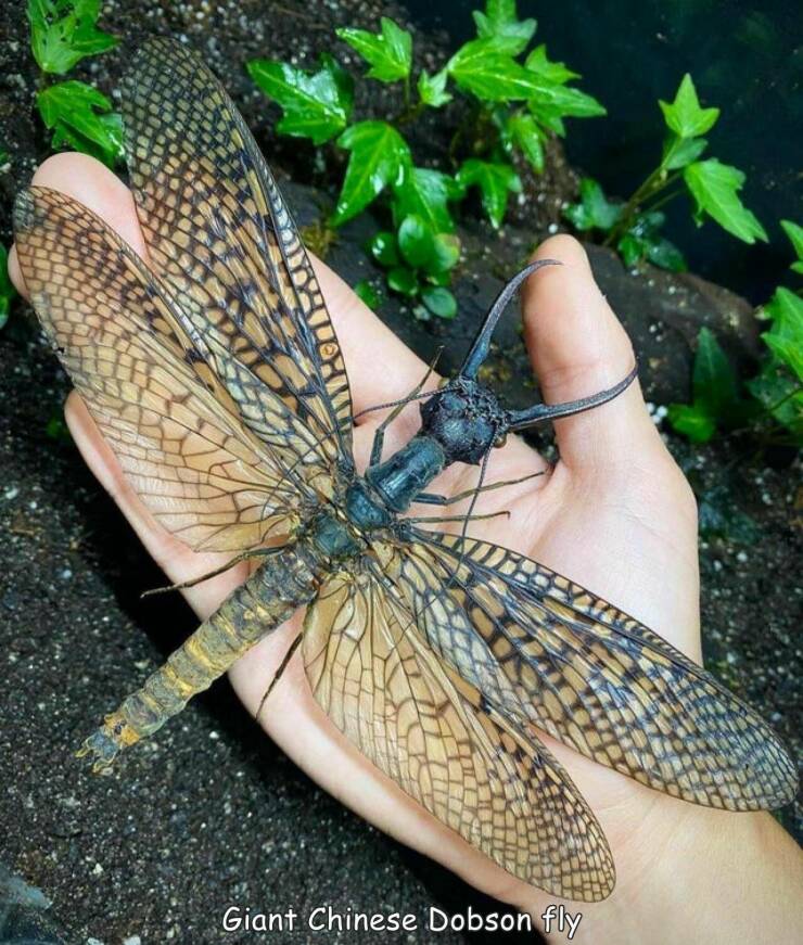 awesome random pics - giant chinese dobsonfly - Giant Chinese Dobson fly