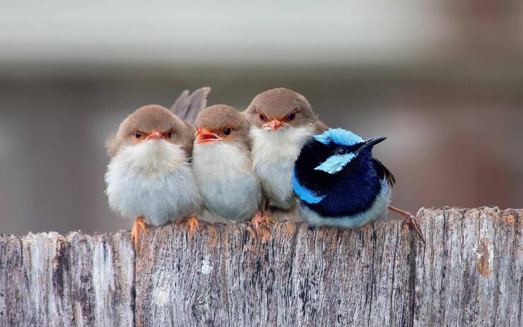 monday morning randomness - funny birds