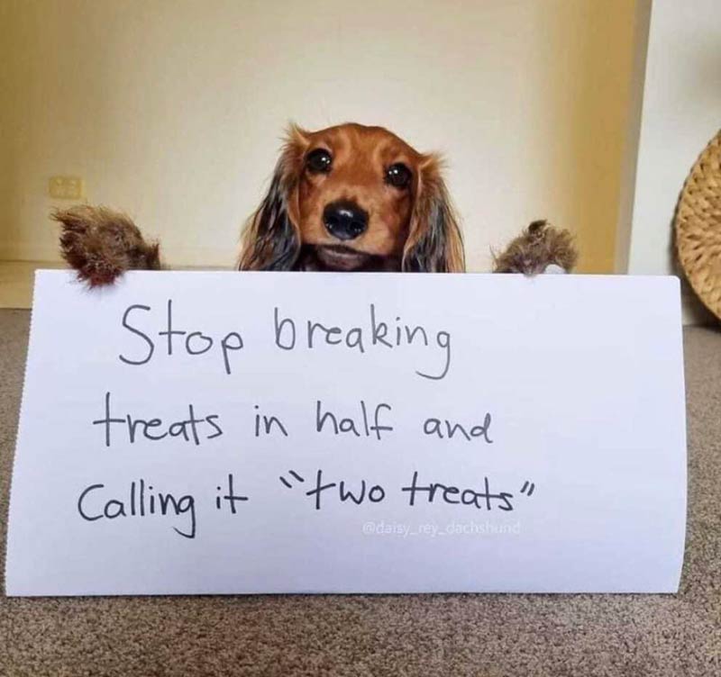 monday morning randomness - dog - Stop breaking treats in half and Calling it "two treats"