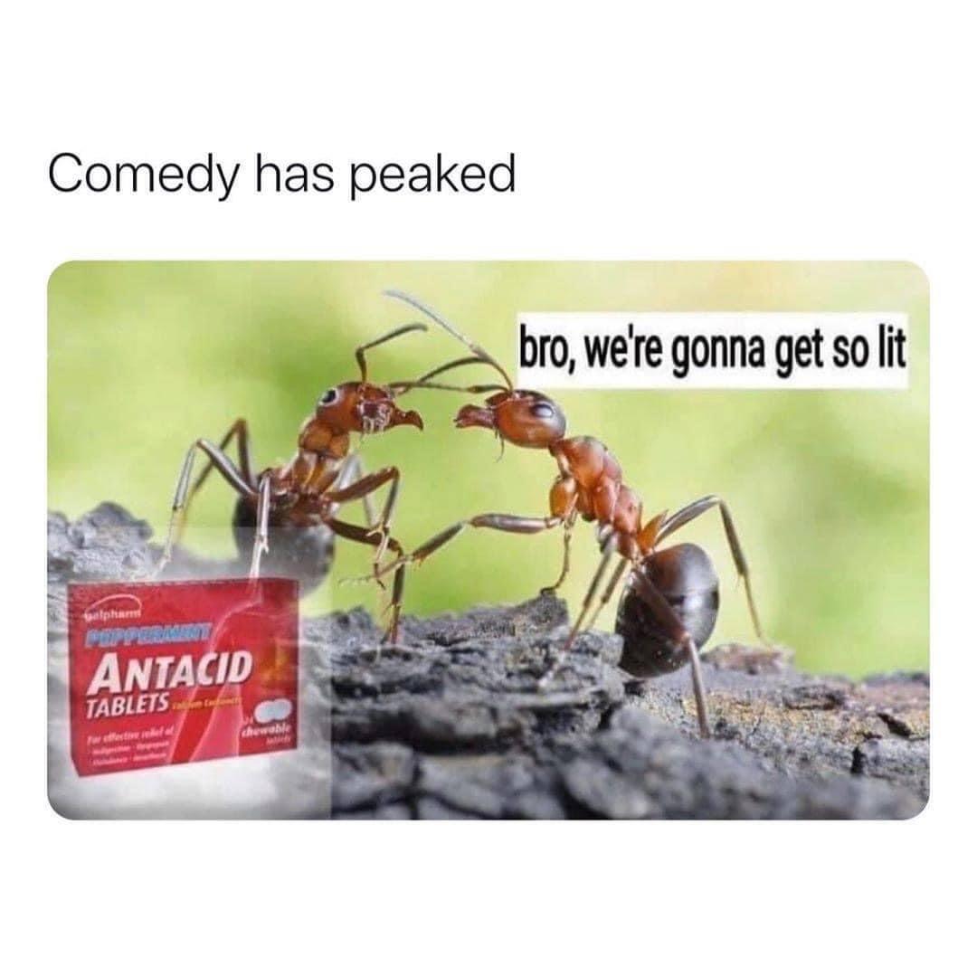 monday morning randomness - cursed ant - Comedy has peaked bro, we're gonna get so lit alpham Pepperation Antacid Tablets Tweets shewable