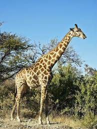 Disturbing Facts - giraffe