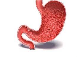 Disturbing Facts - If your stomach didn't develop a new layer of mucus