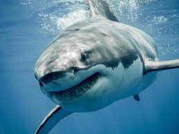 Disturbing Facts - white shark