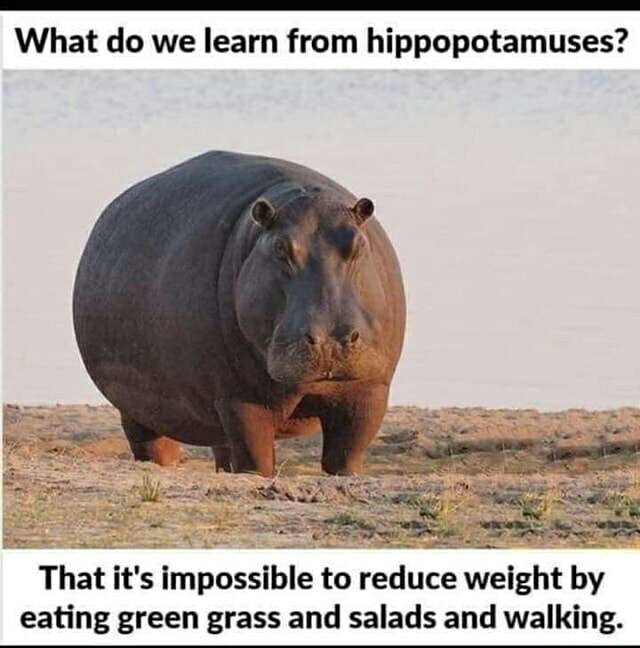 awesome randoms - kenya hippo - What do we learn from hippopotamuses? That it's impossible to reduce weight by eating green grass and salads and walking.