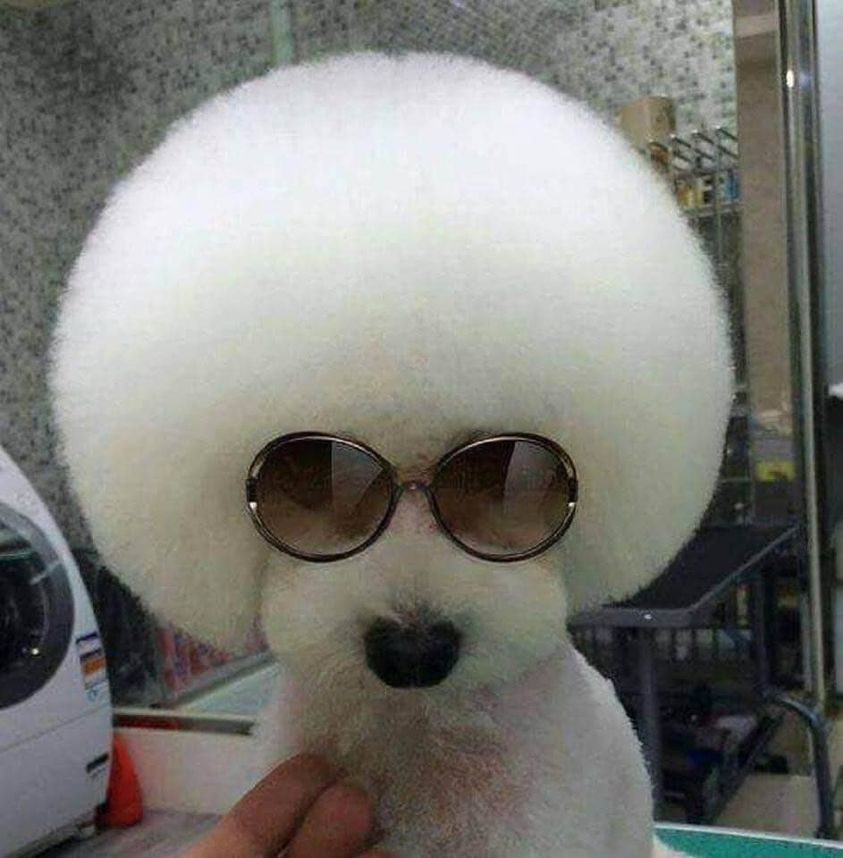 awesome randoms - dogs with haircuts