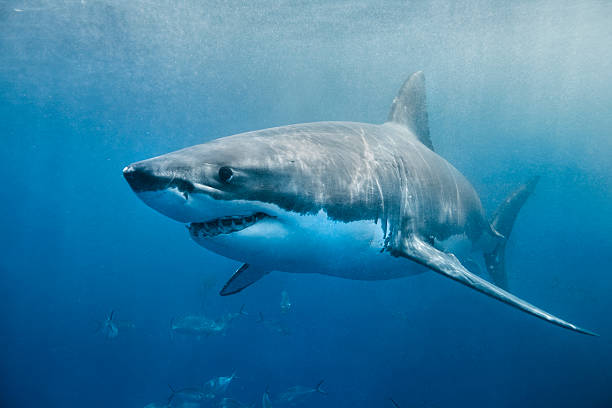 Fun Facts That are Wrong - shark photograph