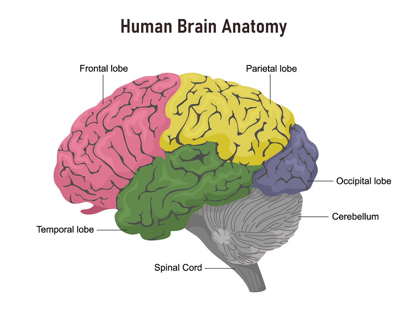 Fun Facts That are Wrong - human brain names