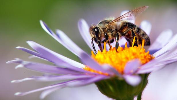 messed up animal facts - wild flowers bees