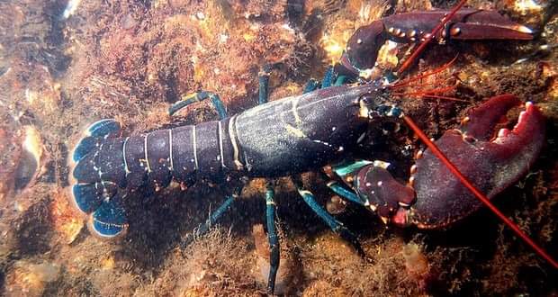messed up animal facts - lobster in the ocean