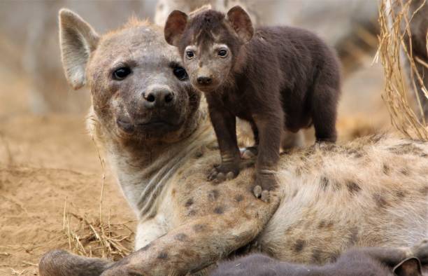 messed up animal facts - hyena cubs cute