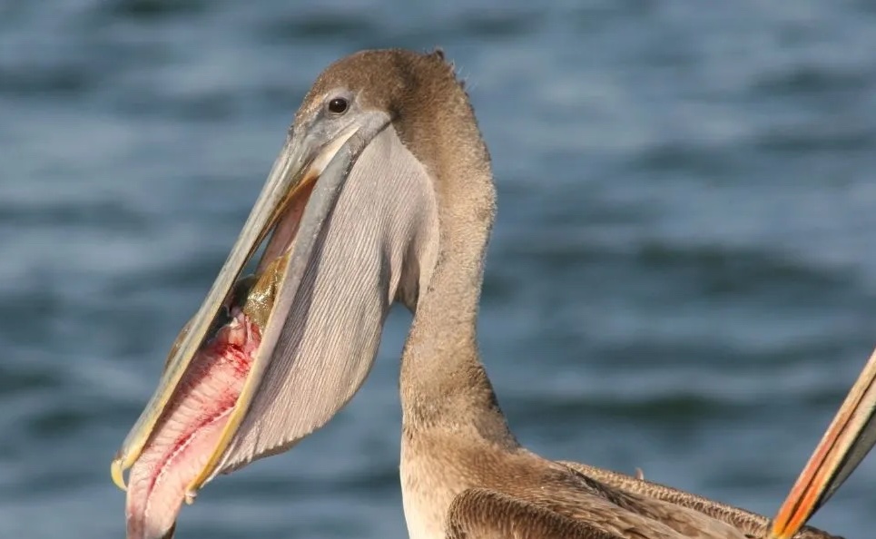 messed up animal facts - pelican eating fish