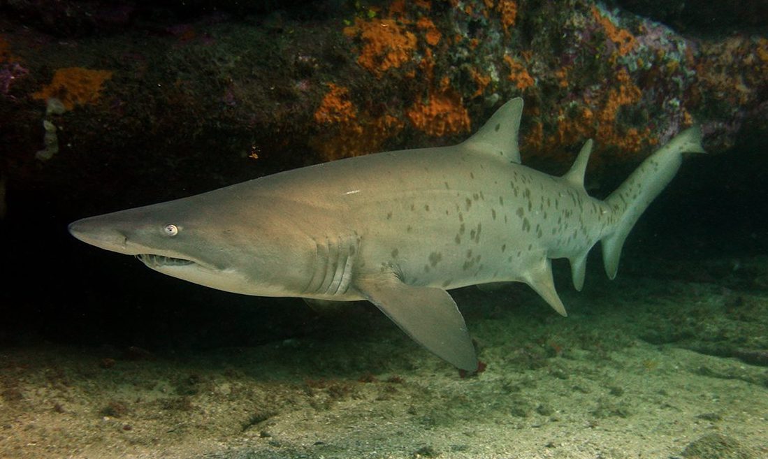 messed up animal facts - sand shark