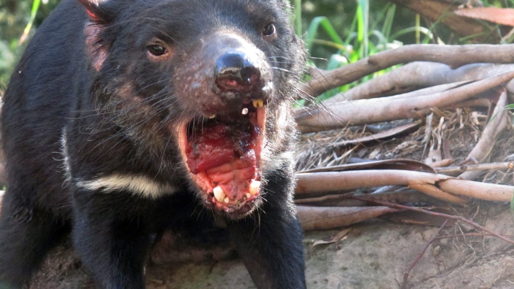 messed up animal facts - many tasmanian devils are left