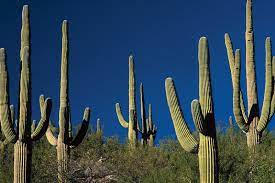 Fun Facts That are Wrong - cactus