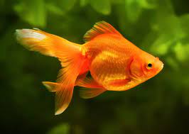 Fun Facts That are Wrong - goldfish fish