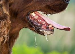 Fun Facts That are Wrong - dog saliva