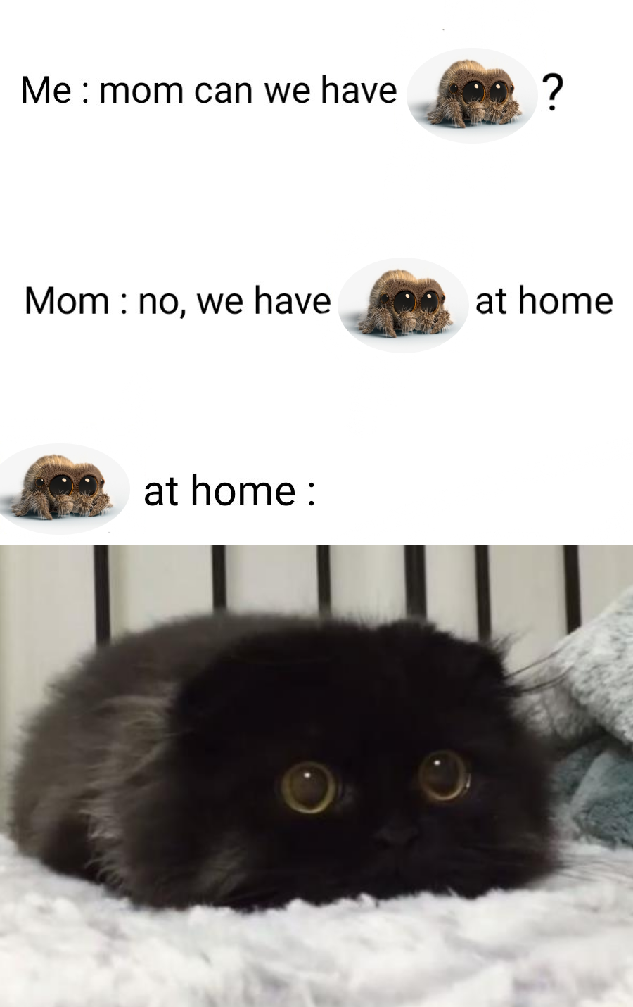 monday morning randomness - cat cute - Me mom can we have Mom no, we have at home ? at home