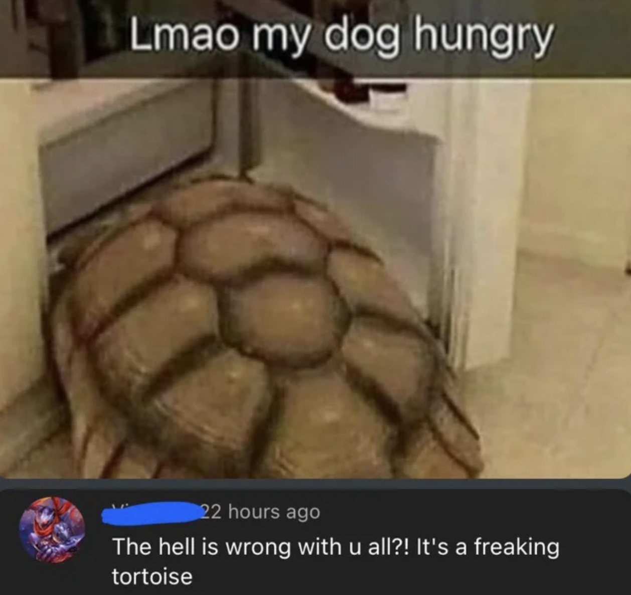 People Who Don't Get the Joke - Lmao my dog hungry 22 hours ago