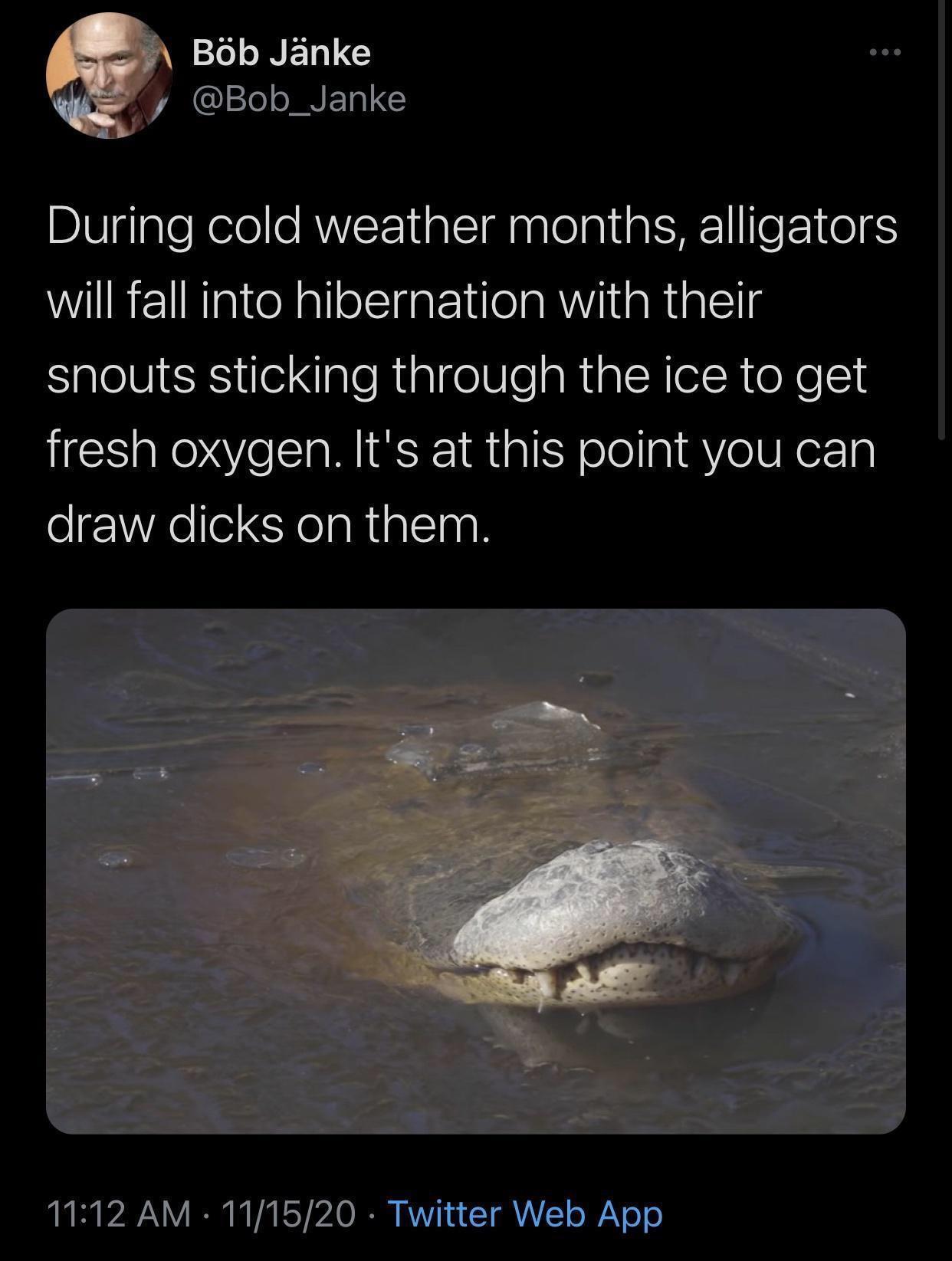 funny pics - Hibernation - Bb Jnke During cold weather months, alligators will fall into hibernation with their snouts sticking through the ice to get fresh oxygen. It's at this point you can draw dicks on them. 111520 Twitter Web App