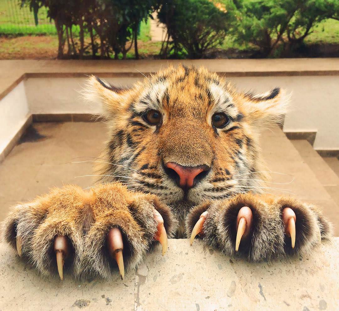 funny pics - tiger claws