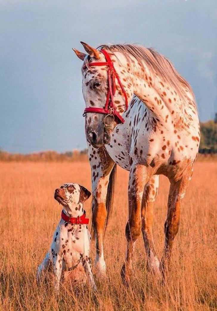 funny pics - dogs and horses