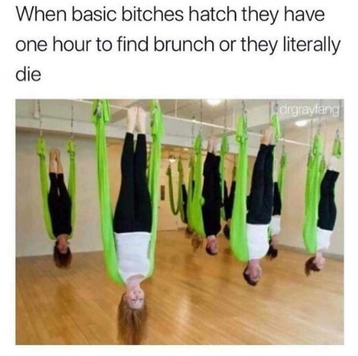 funny pics - anti gravity exercise - When basic bitches hatch they have one hour to find brunch or they literally die drgrayfang