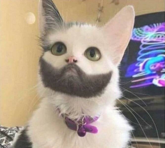 random pics - cat with mustache