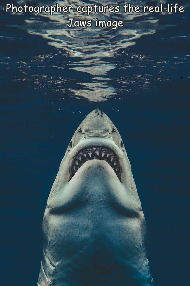 random pics - sharks portrait - Photographer captures the reallife Jaws image www