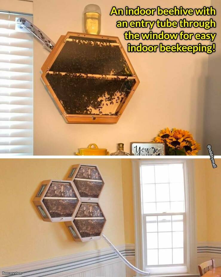 random pics - indoor beekeeping - Beecosystem Al An indoor beehive with an entry tube through the window for easy indoor beekeeping! You're