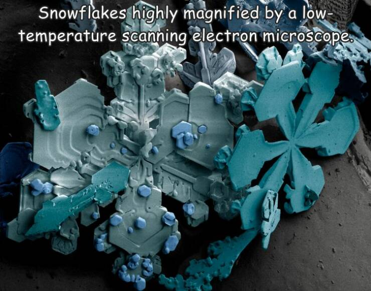 random pics - cool things under microscope - Snowflakes highly magnified by a low temperature scanning electron microscope.