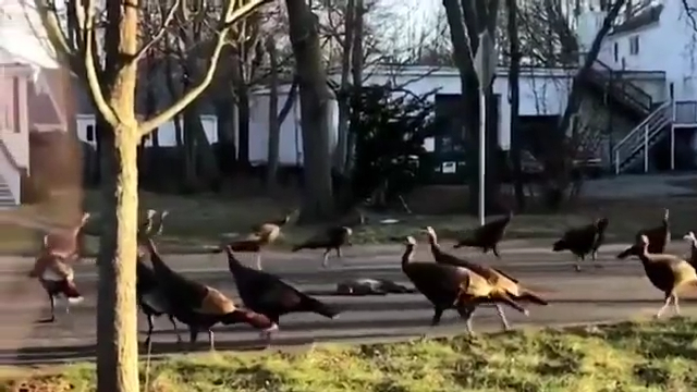 Oddly Terrifying - turkey spinning gif