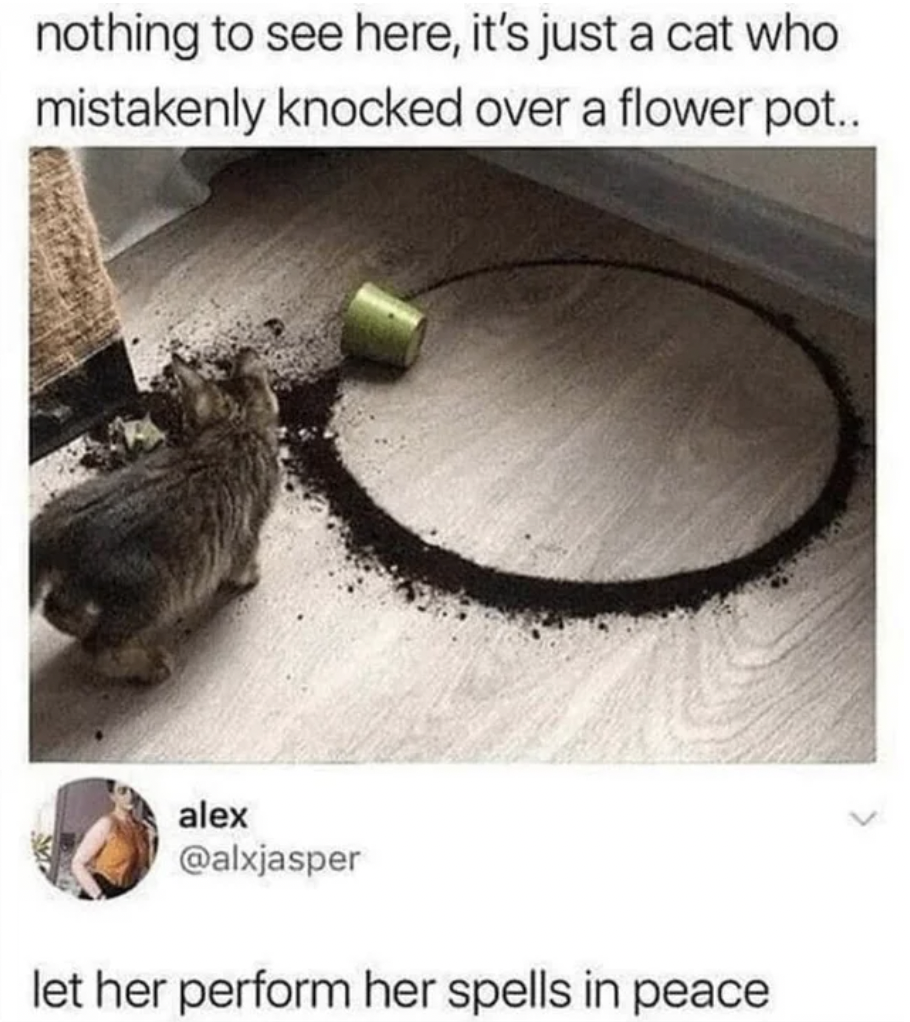 Funny Comments - nothing to see here, it's just a cat who mistakenly knocked over a flower pot.. alex let her perform her spells in peace